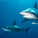 Illustration for article titled Study Finds Majority Of Non-Shark-Related Fears Completely Unjustified
